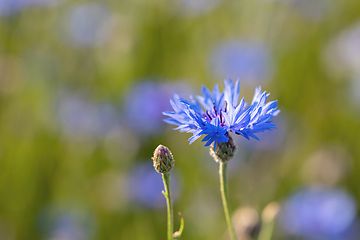 Image showing Blooming Cornflowers, Centaurea Cyanus