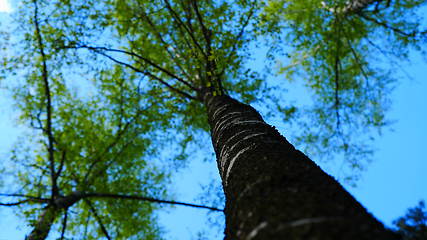 Image showing European mixed forest. Tops of the trees. Looking up to the canopy.