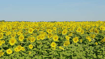 Image showing Field of blossoming sunflowers against the blue sky