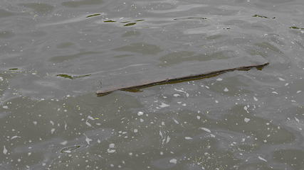 Image showing Board floating on the lake after the storm,flood coast after downpour.