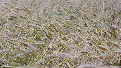 Image showing Fields of wheat at the end of summer fully ripe