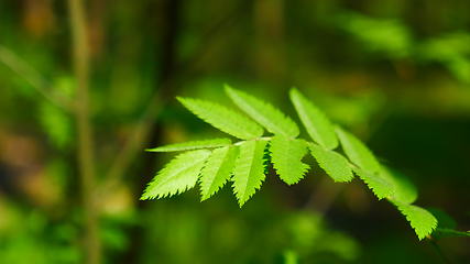 Image showing Rowan leaves swaying in the wind in the spring forest.