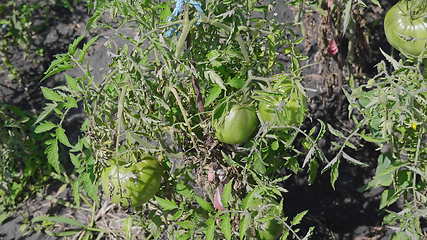 Image showing Green unripe tomatoes on the bush