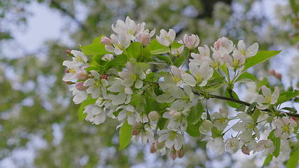 Image showing Garden with blossoming apple trees in spring.