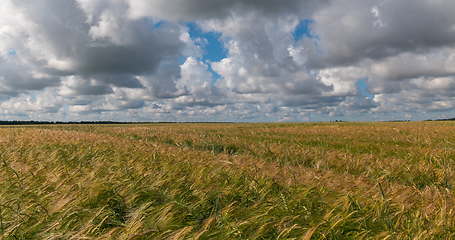 Image showing landscape of wheat field at harvest