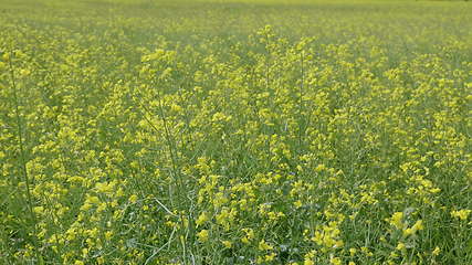 Image showing Flowering field of yellow canola in the wind