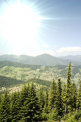 Image showing Forest landscape