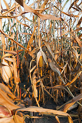 Image showing Mature maize