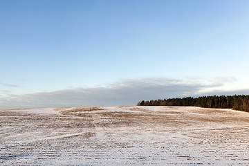 Image showing Old grass, snow