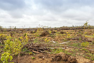 Image showing trees after the hurricane