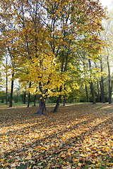 Image showing Yellow foliage, autumn