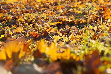 Image showing fallen leaves of a maple