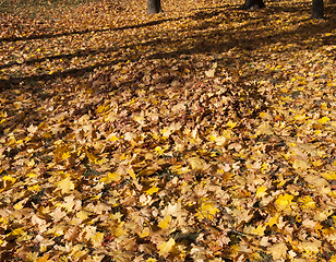 Image showing Fall foliage wilderness