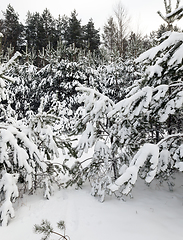 Image showing Snow drifts in winter