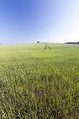 Image showing green unripe cereal