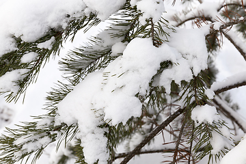 Image showing Forest in winter