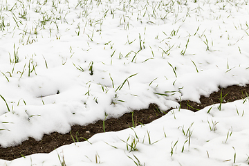 Image showing wheat sprouts in the snow