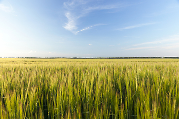 Image showing An agricultural field with a crop