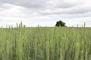 Image showing wheat field