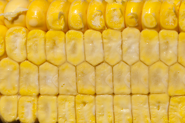 Image showing cut corncobs corn slice grain