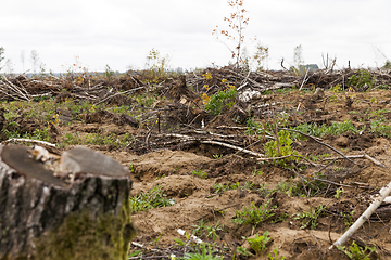 Image showing trees after the hurricane