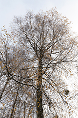 Image showing snow-covered birch branches with yellow leaves -