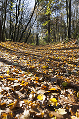 Image showing road littered foliage autumn forest