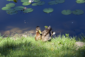 Image showing The young duck autumn rest grass lake