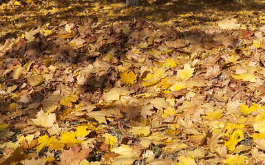 Image showing Fall foliage wilderness closeup