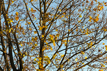 Image showing Yellow maple foliage