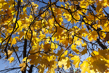 Image showing Yellow Maple study