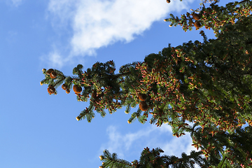 Image showing beautiful cones fir