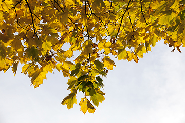 Image showing Yellow Maple study green change