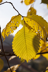 Image showing the yellowed foliage