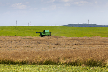Image showing Harvesting rapeseed