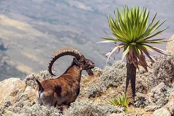 Image showing rare Walia ibex in Simien Mountains Ethiopia