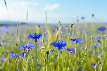 Image showing Blooming Cornflowers, Centaurea Cyanus