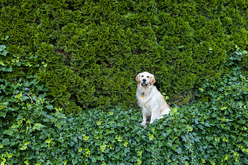 Image showing Golden Retriever dog on green