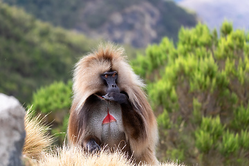 Image showing endemic Gelada in Simien mountain, Etiopia
