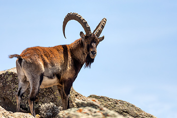 Image showing rare Walia ibex in Simien Mountains Ethiopia