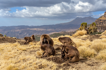 Image showing endemic Gelada in Simien mountain, Etiopia