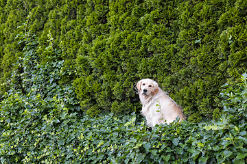 Image showing Golden Retriever dog on green