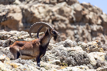 Image showing rare Walia ibex in Simien Mountains Ethiopia