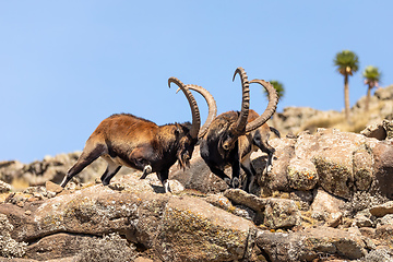 Image showing rare Walia ibex in Simien Mountains Ethiopia