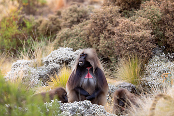 Image showing endemic Gelada in Simien mountain, Etiopia