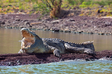 Image showing big nile crocodile, Chamo lake Falls Ethiopia