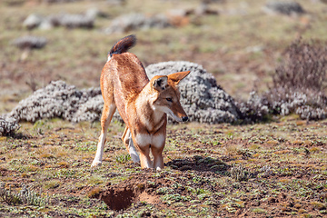 Image showing ethiopian wolf, Canis simensis, Ethiopia