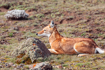 Image showing ethiopian wolf, Canis simensis, Ethiopia