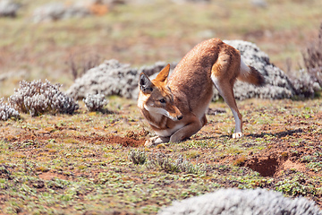 Image showing ethiopian wolf, Canis simensis, Ethiopia