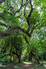 Image showing Harenna Forest in Bale Mountains, Ethiopia